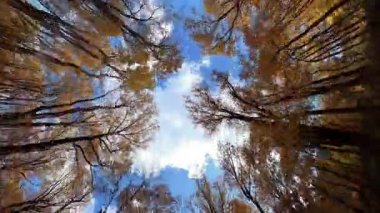 Sonbahar ormanlarında araba sürmenin POV üst görüntüsü, renkli düşen ağaçlar ve mavi gökyüzü, hareketli doğa arka planı. Yüksek kalite 4k görüntü