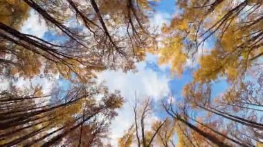 POV 'un sonbahar ormanlarında araba sürüşü, renkli düşen ağaçlar ve mavi gökyüzü manzarası, hareketli doğa arka planı. Yüksek kalite 4k görüntü