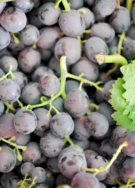 Cacho de uvas — Fotografia de Stock