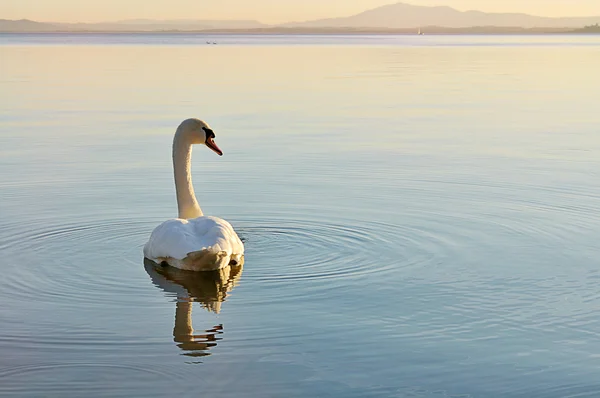 Cygne sur le lac — Photo