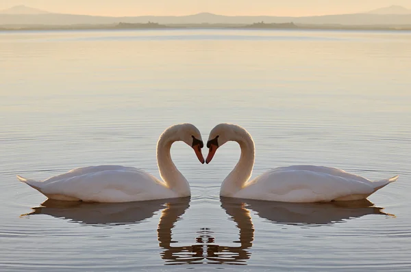 Zwanen op meer — Stockfoto