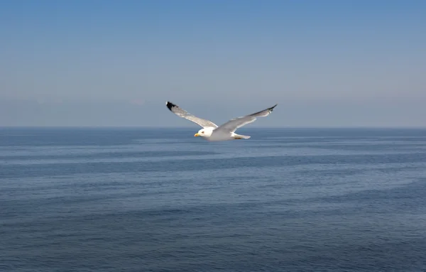 Möwe im Flug — Stockfoto