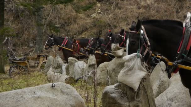 Группа лошадей отдыхает и ест . — стоковое видео