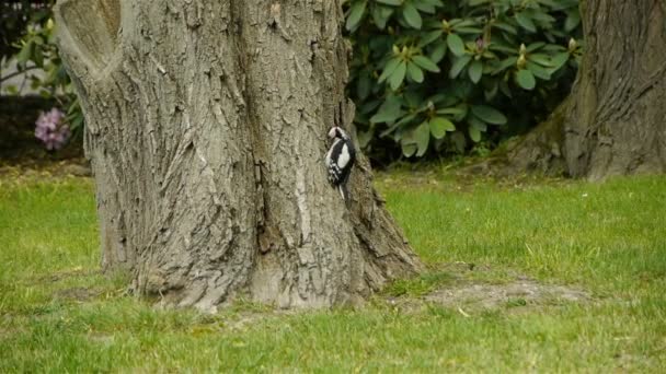 Great Spotted Woodpecker Picking Larva — Stok Video