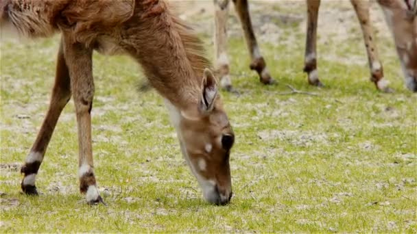 Antilopy jíst trávu — Stock video