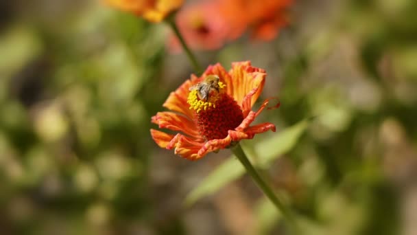 La abeja recoge polen — Vídeo de stock