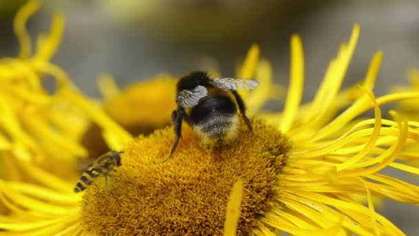 Humla och blomflugor samlar pollen — Stockvideo