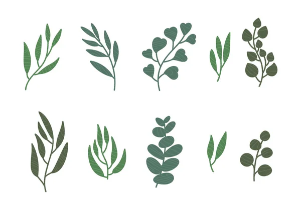 一组桉树叶 纹理树枝 绿色的插图孤立在白色的背景 — 图库矢量图片