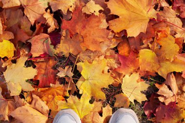 Arka plan grubu sonbahar portakal yaprakları. Sonbaharda renkli yapraklar. Açık hava.