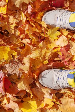 Sonbaharda renkli yapraklar üzerinde kadın bacakları sonbahar yaprakları üzerinde ayakkabı giymenin kavramsal görüntüsü. Doğada yürüyen ayaklar