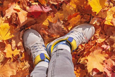Sonbaharda renkli yapraklar üzerinde kadın bacakları sonbahar yaprakları üzerinde ayakkabı giymenin kavramsal görüntüsü. Doğada yürüyen ayaklar