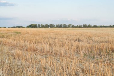 Gün batımında buğday tarlası. Sahada sarı buğday başakları. Tarlada buğday ya da arpa dikenleri. Sığ alan derinliği