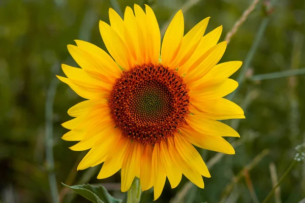 Eine Blume Einer Sonnenblume Auf Einem Hintergrund Grünen Grases — Stockfoto