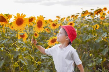Yaz tarlasında ayçiçekli güzel çocuk