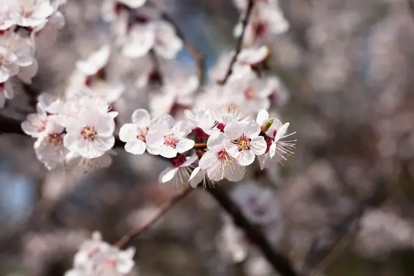 Spring flowers — Stock Photo, Image