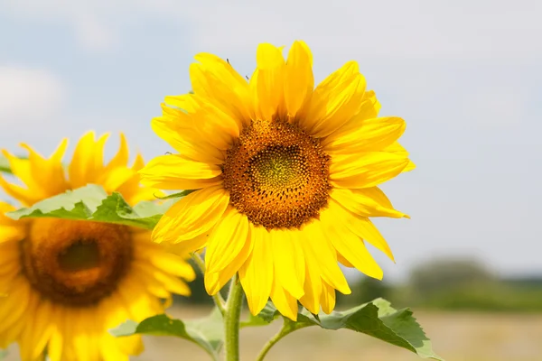 Blooming sunflower — Stock Photo, Image