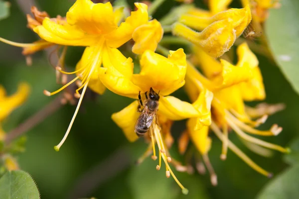 Bee on flower — Stock Photo, Image