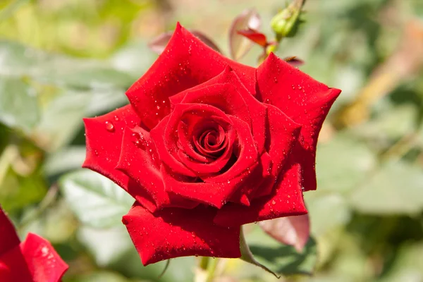 Red rose — Stock Photo, Image