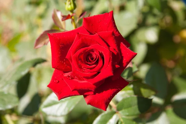 Red rose — Stock Photo, Image