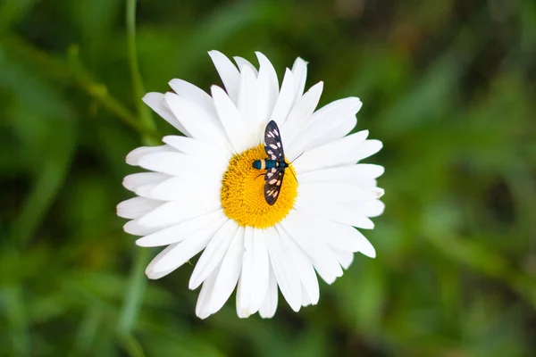 Gänseblümchen mit einem kleinen Insekt — Stockfoto