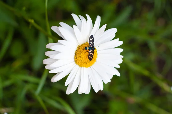Gänseblümchen mit einem kleinen Insekt — Stockfoto