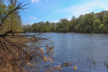 Yaz manzara, nehir ve ağaçlar