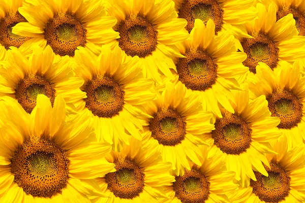 Blooming sunflower — Stock Photo, Image