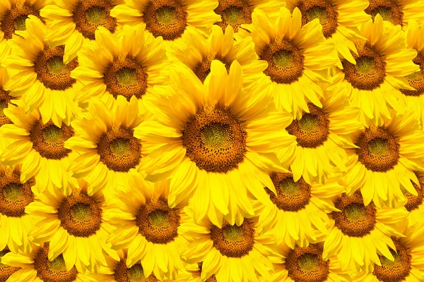 çiçek açan ayçiçeği