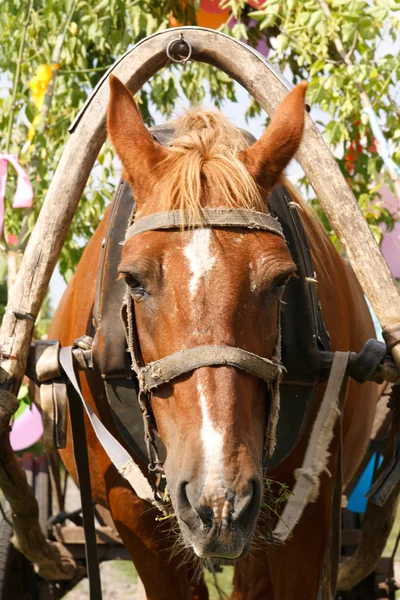 Horse in harness — Stock Photo, Image