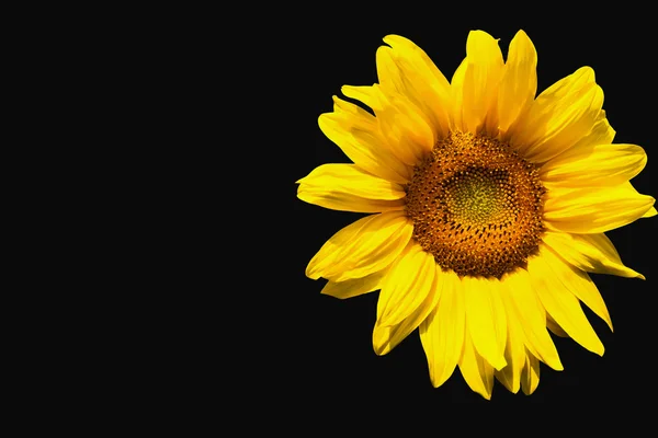 Girasol sobre fondo negro — Foto de Stock