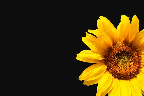 Sunflower on black background — Stock Photo, Image