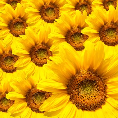 çiçek açan ayçiçeği