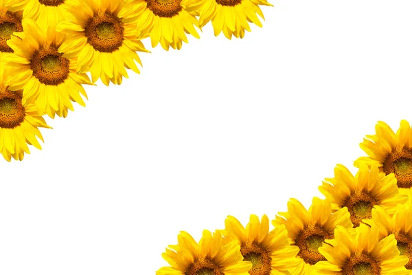 Blooming sunflower — Stock Photo, Image