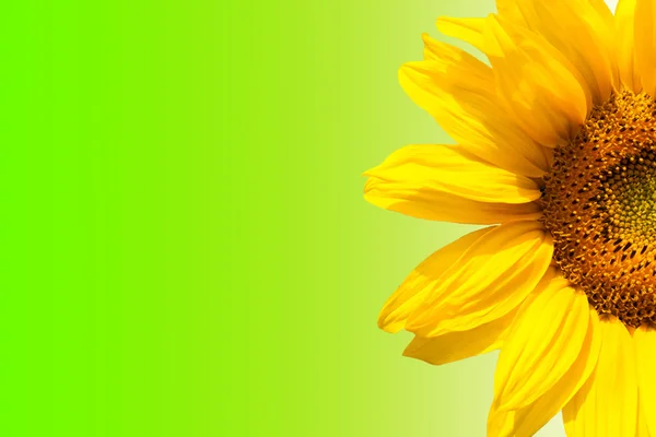 Blooming sunflower — Stock Photo, Image