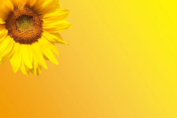 Blooming sunflower — Stock Photo, Image