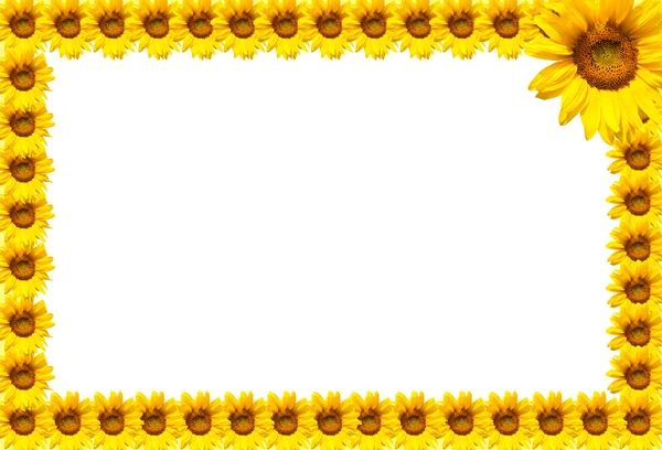 Ayçiçeği çerçeve