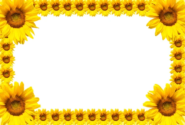 Ayçiçeği çerçeve