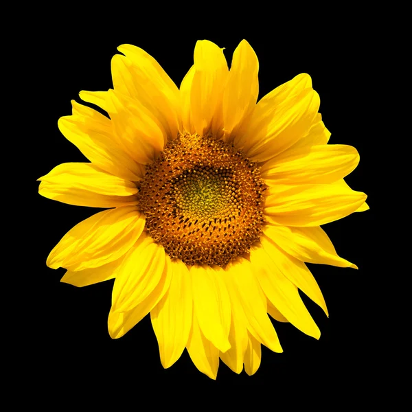 Sonnenblume auf schwarzem Hintergrund — Stockfoto