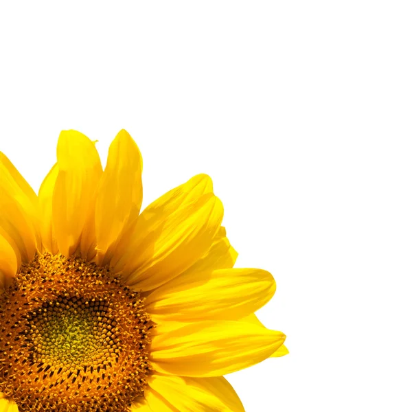 Blooming sunflower — Stock Photo, Image