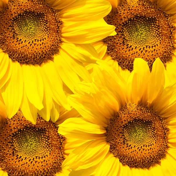 Fondo de girasoles — Foto de Stock