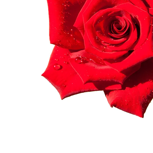 Red rose isolated — Stock Photo, Image