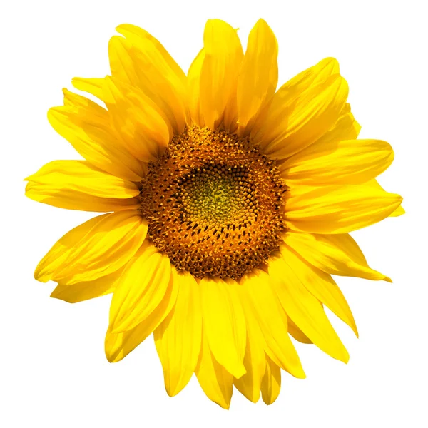 Blühende Sonnenblume — Stockfoto