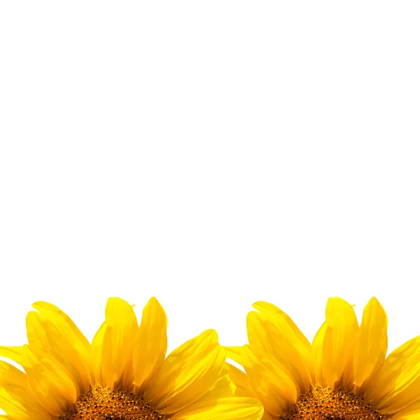 Hintergrund der Sonnenblumen — Stockfoto