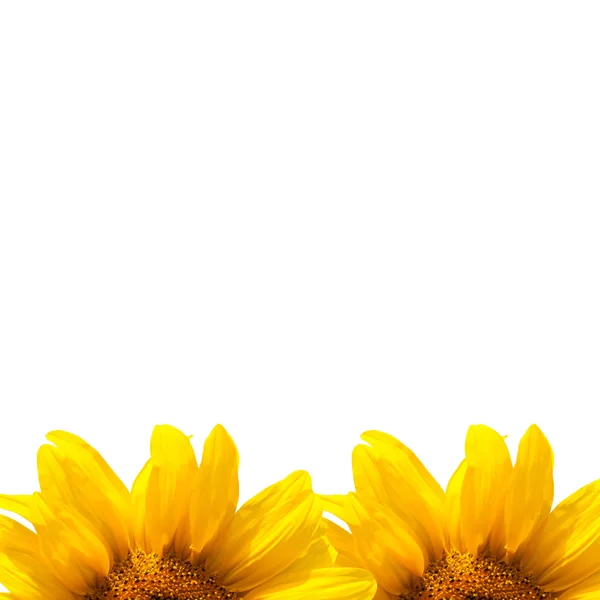 Fondo de girasoles — Foto de Stock