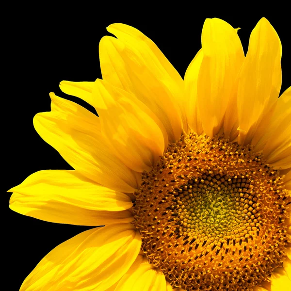 Blooming sunflower — Stock Photo, Image