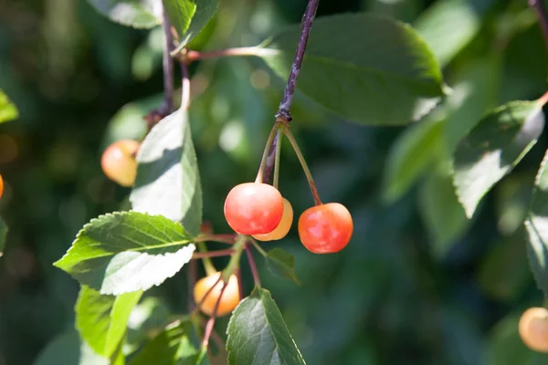 Cerezas en una rama — Foto de Stock