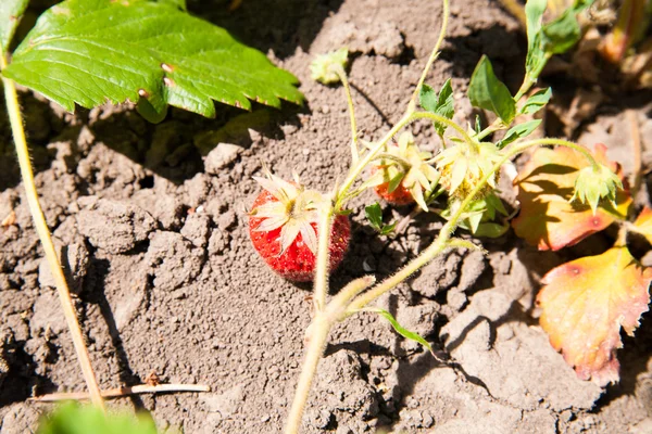 Aardbeien — Stockfoto