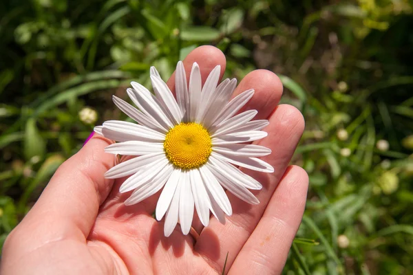 Gelbe und rote Blume im Garten — Stockfoto