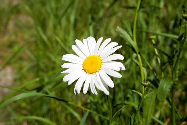 Gelbe und rote Blume im Garten — Stockfoto