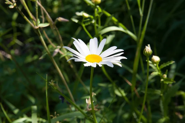 Gelbe und rote Blume im Garten — Stockfoto